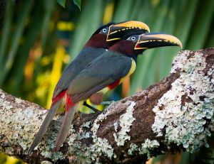 c26-aracari 87.jpg